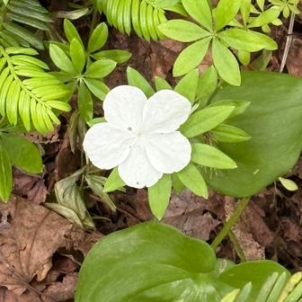 車葉の上に大亀の木の花が落ちてた🩷カワヨ