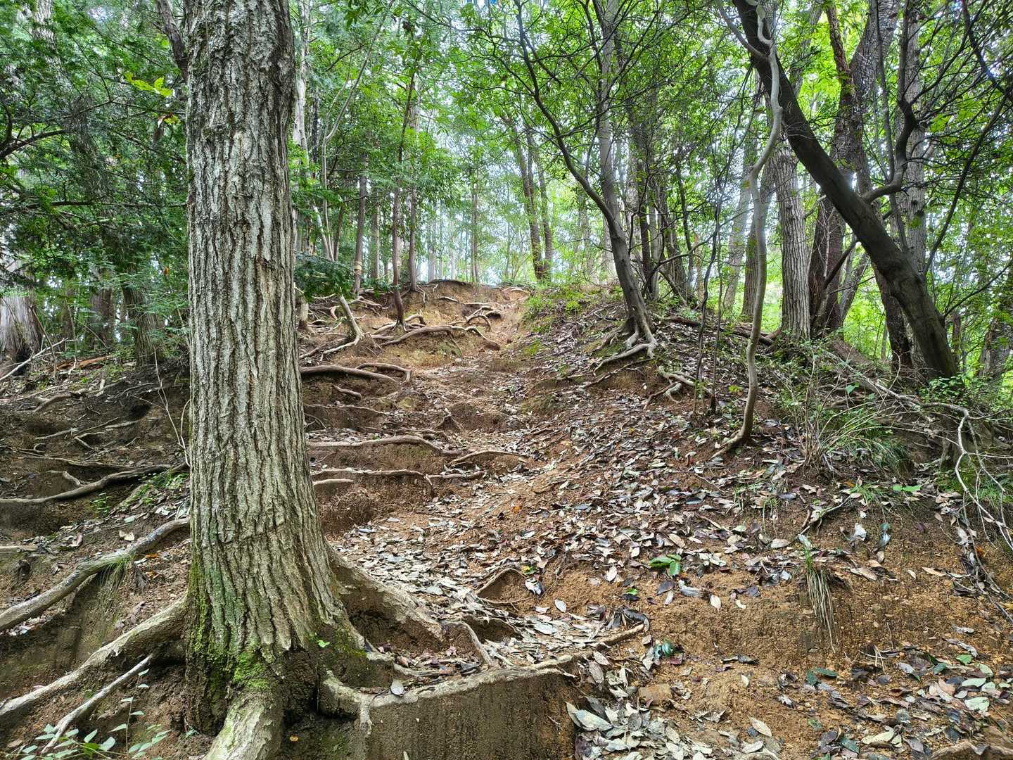 最後の最後まで登りが…