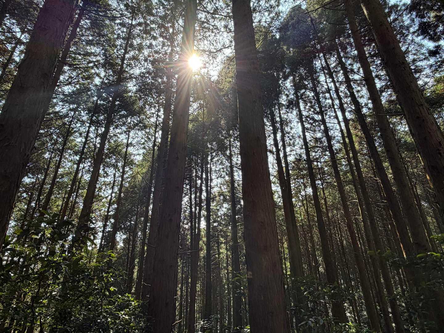 高所で連なる杉の葉😳とにかく大木が多くて見応えある森でした🌳