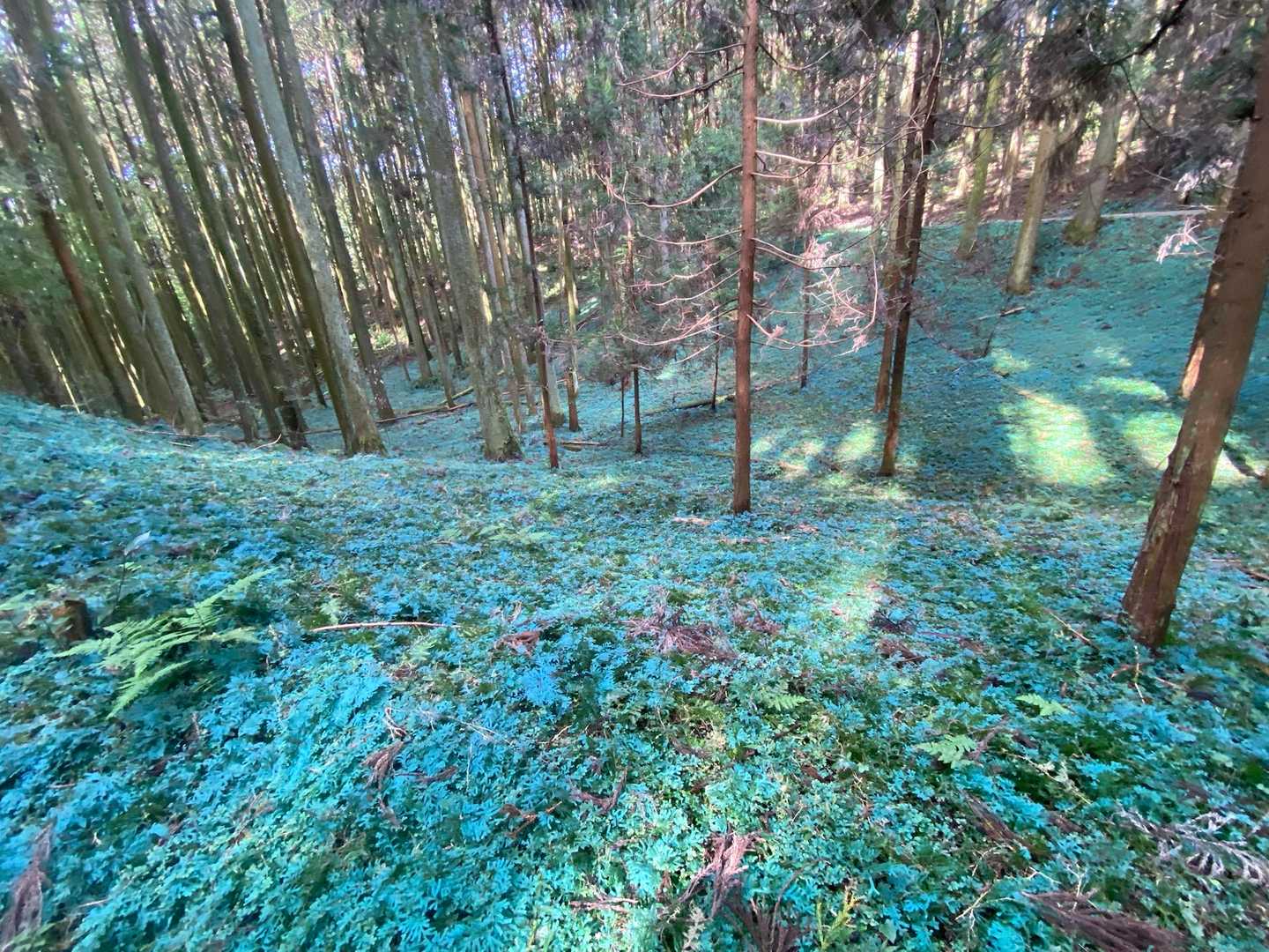 大根地神社-大根地山 往復コースの写真