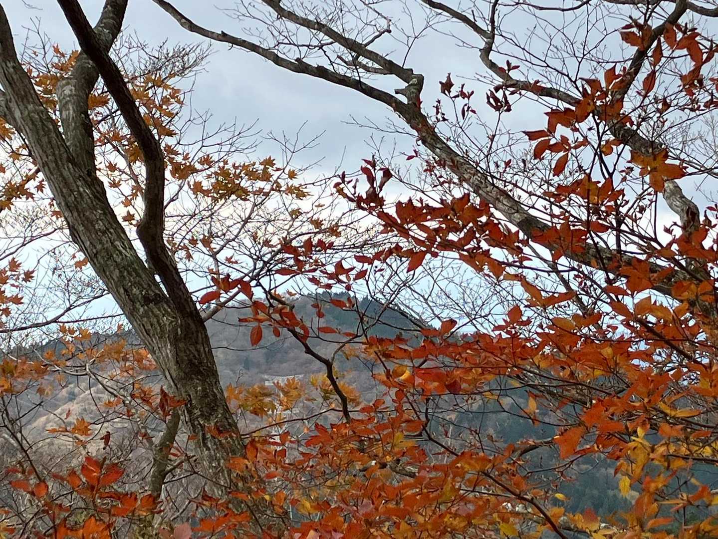 ヤビツ峠-大山-阿夫利神社駅 縦走コースの写真