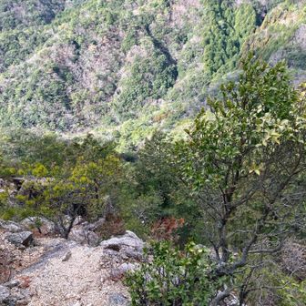 真っ直ぐ下りれるかもですが、
右に巻き道ありました。