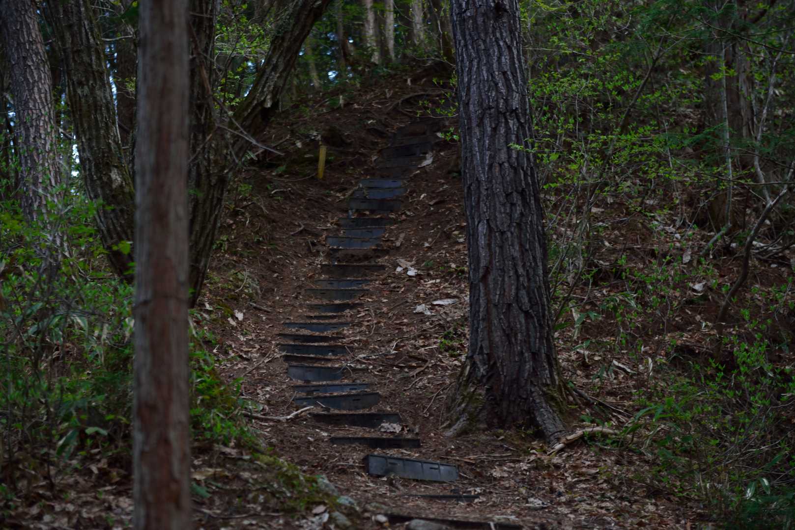 きれいに整備された登山道。