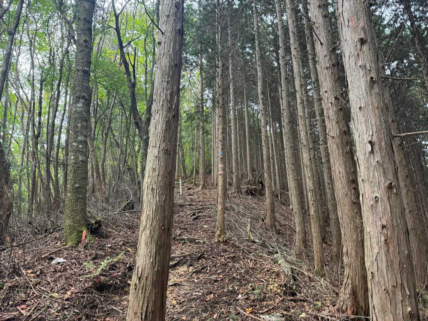 切越峠-二ッ森山 往復コースの写真