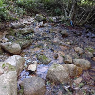 こちらでも渡渉を繰り返しますが、六甲山の水はやっぱりきれいですね。