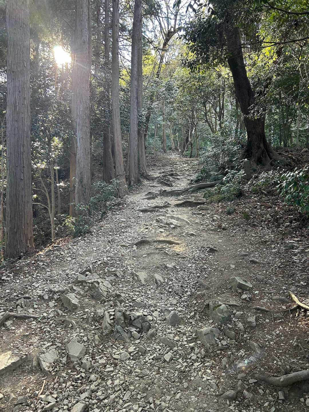 久しぶりに来たけどやっぱり悪くないです🌿