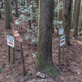 分岐、左手の冠岳山頂へ