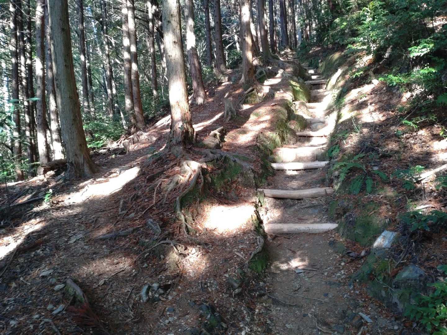 よく整備された道です✨
道の分岐がたくさんあるのですが、ほとんどが先で合流します。
緩やかな迂回の道と急な直登の道とに分かれているようです。