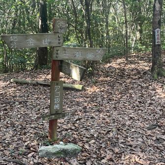 急登、痩せ尾根、崖を経て何とか2年ぶりのアゴ坂峠に到着💦 ここから金山山頂までのルートは2回目✌️