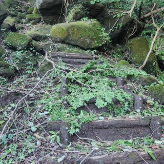 大きな枝