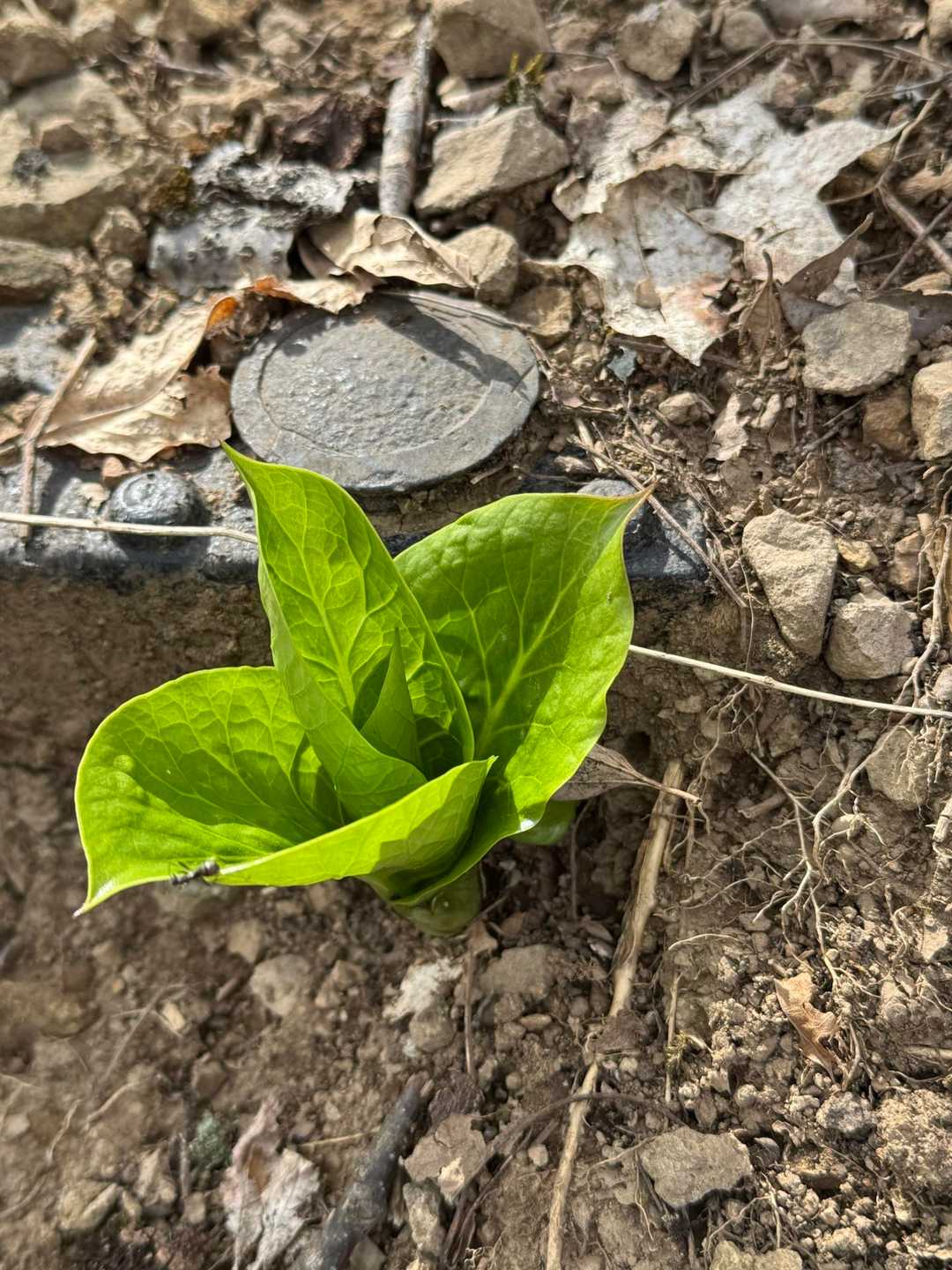 鮮やかなグリーン🌱