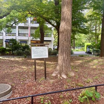 東京都の木🪾イチョウ。大阪と同じなんだね
