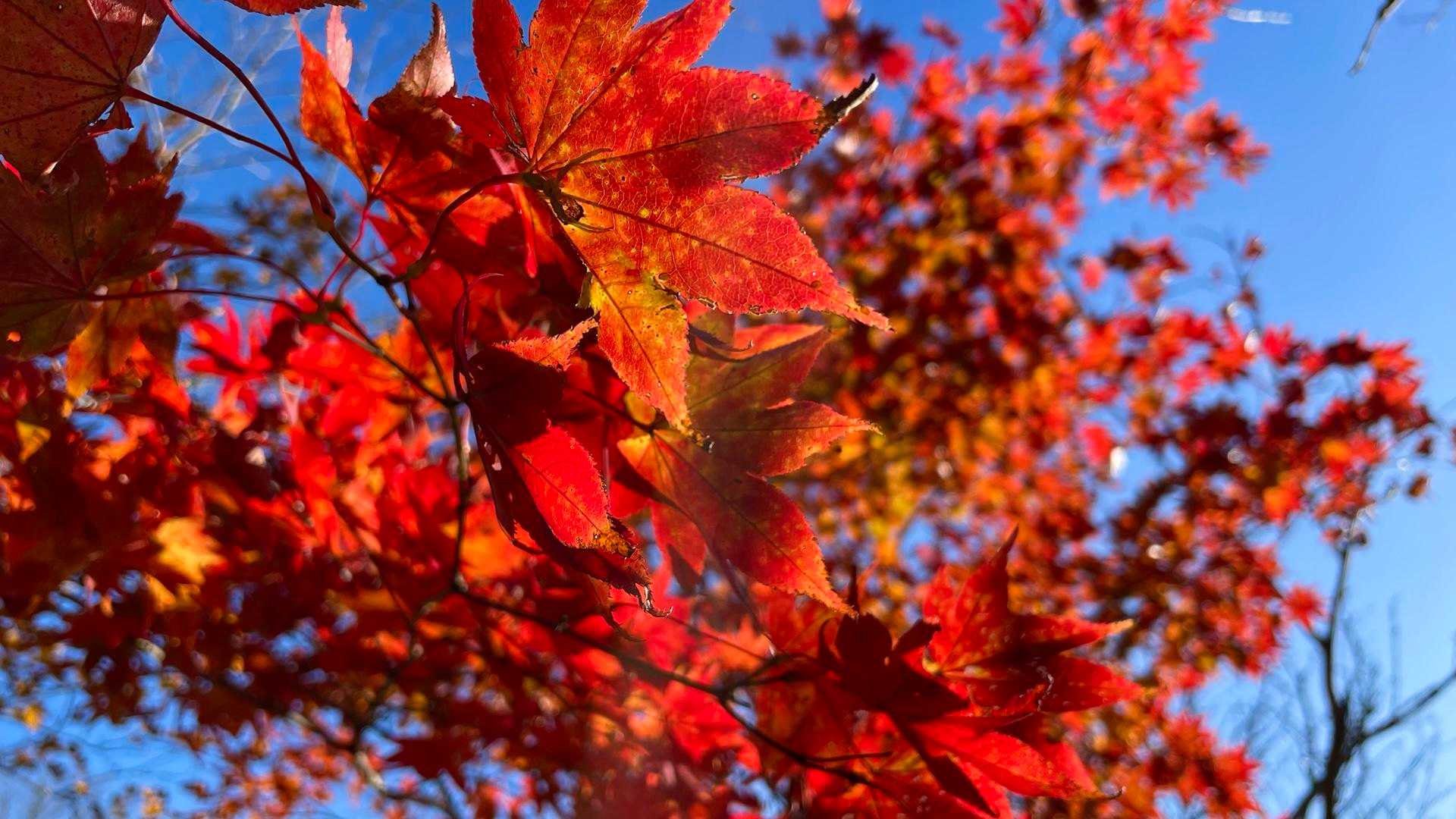キレイ🍁ですね〜😊