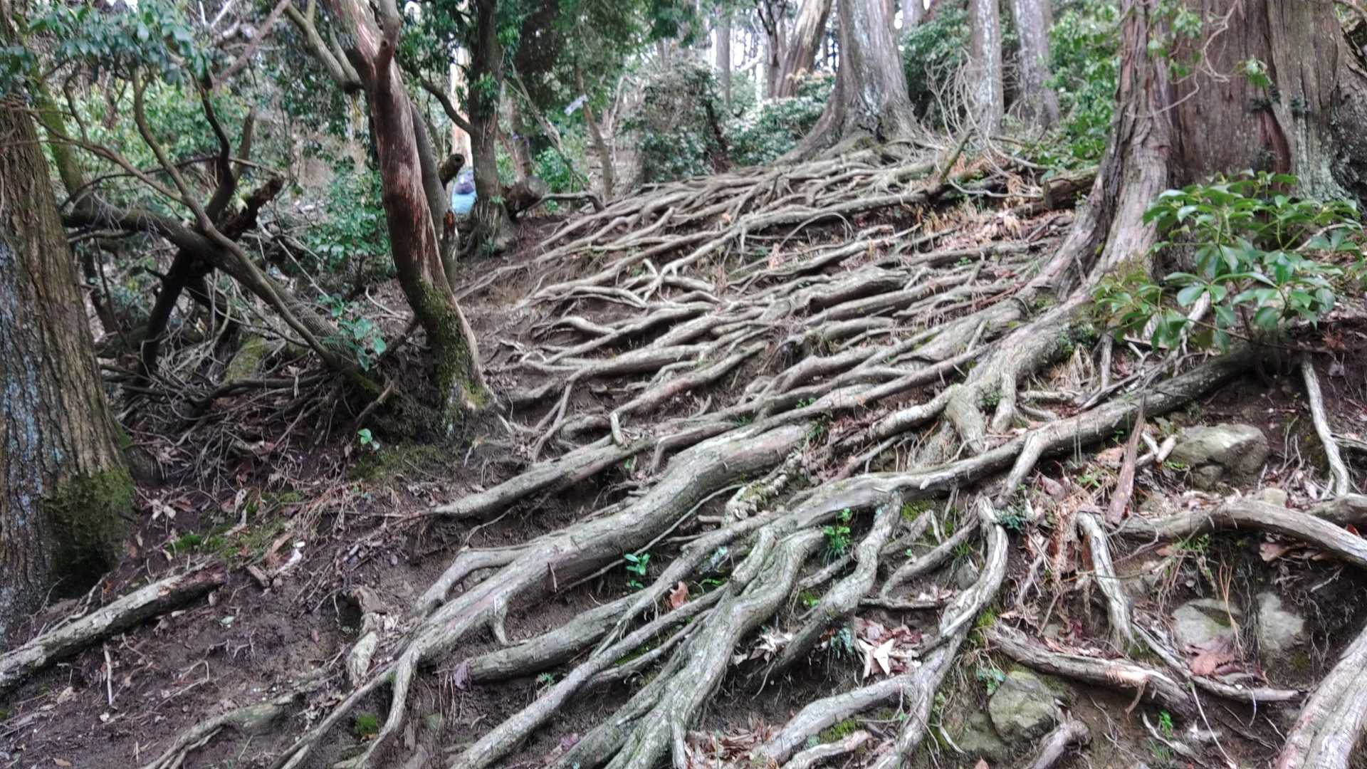 生命力を感じます。