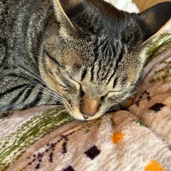 あかとんぼ