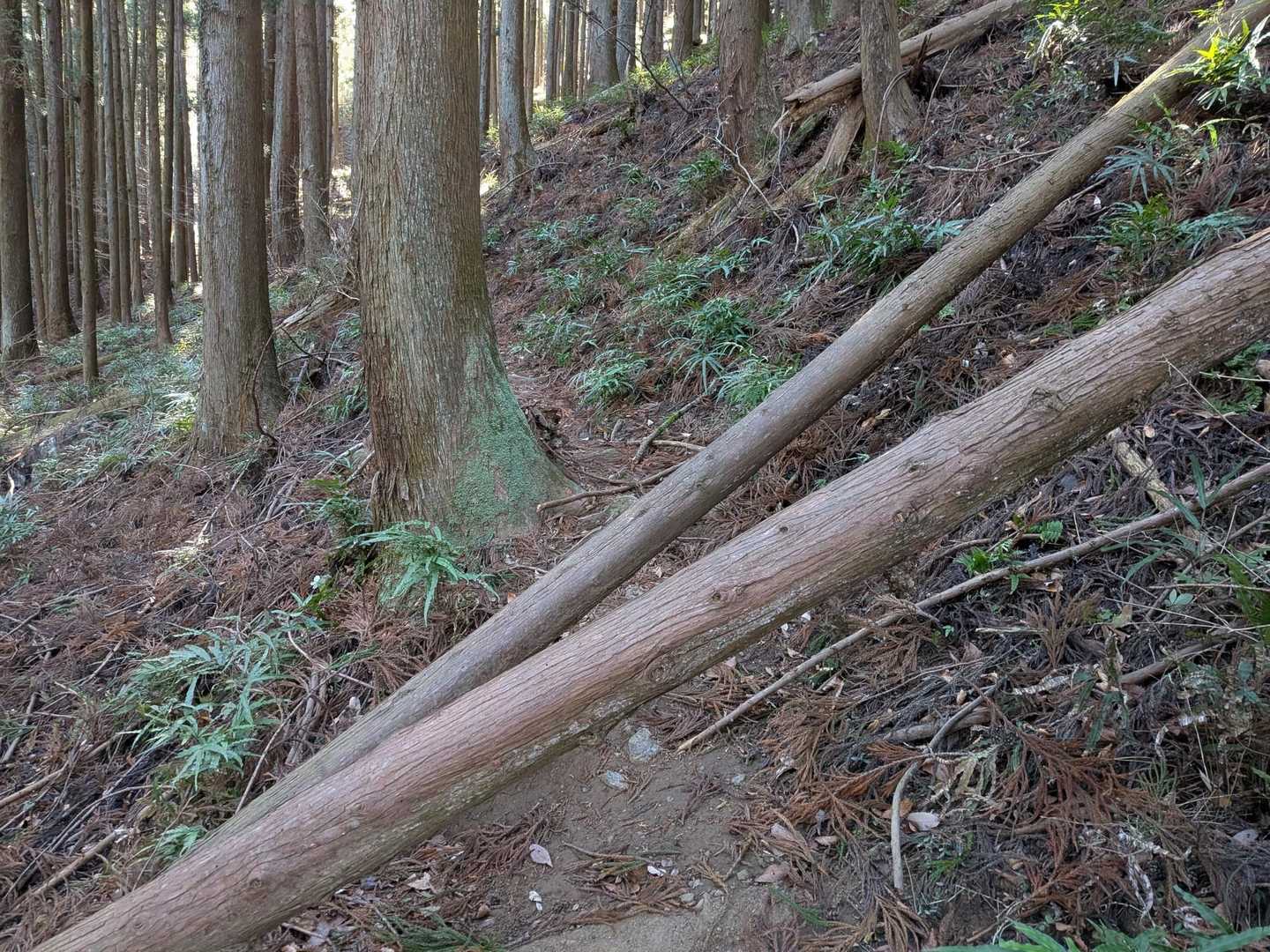 倒木だらけでこの後いくつも越えていきました💦
