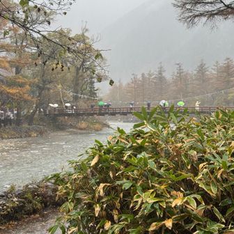 傘を差せないぐらいの強風ですが、河童橋にはたくさんの観光客