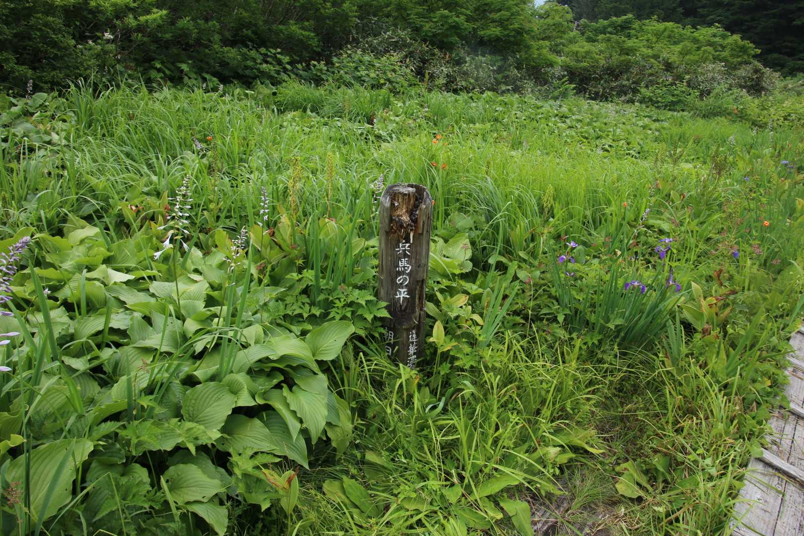 目標の、兵馬の平にやっと登りあげました