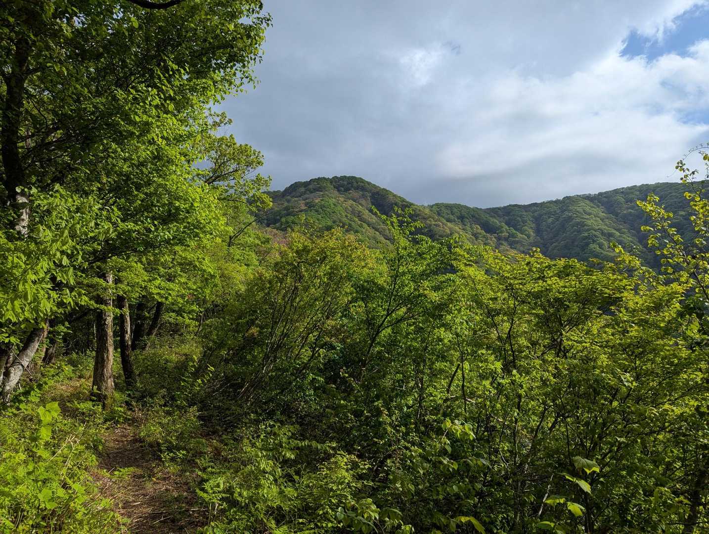 白谷登山口-エコチ谷登山口-鳥越峠-横山岳-横山岳-東尾根 周回コースの写真