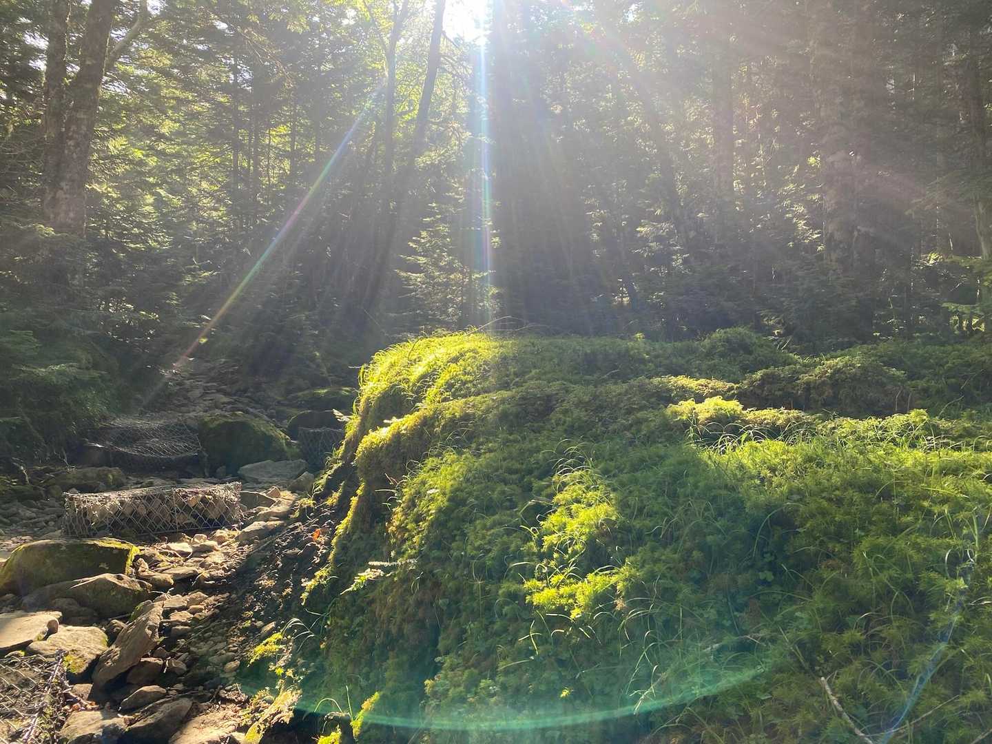 桜平ゲート-桜平登山口-夏沢峠 縦走コースの写真