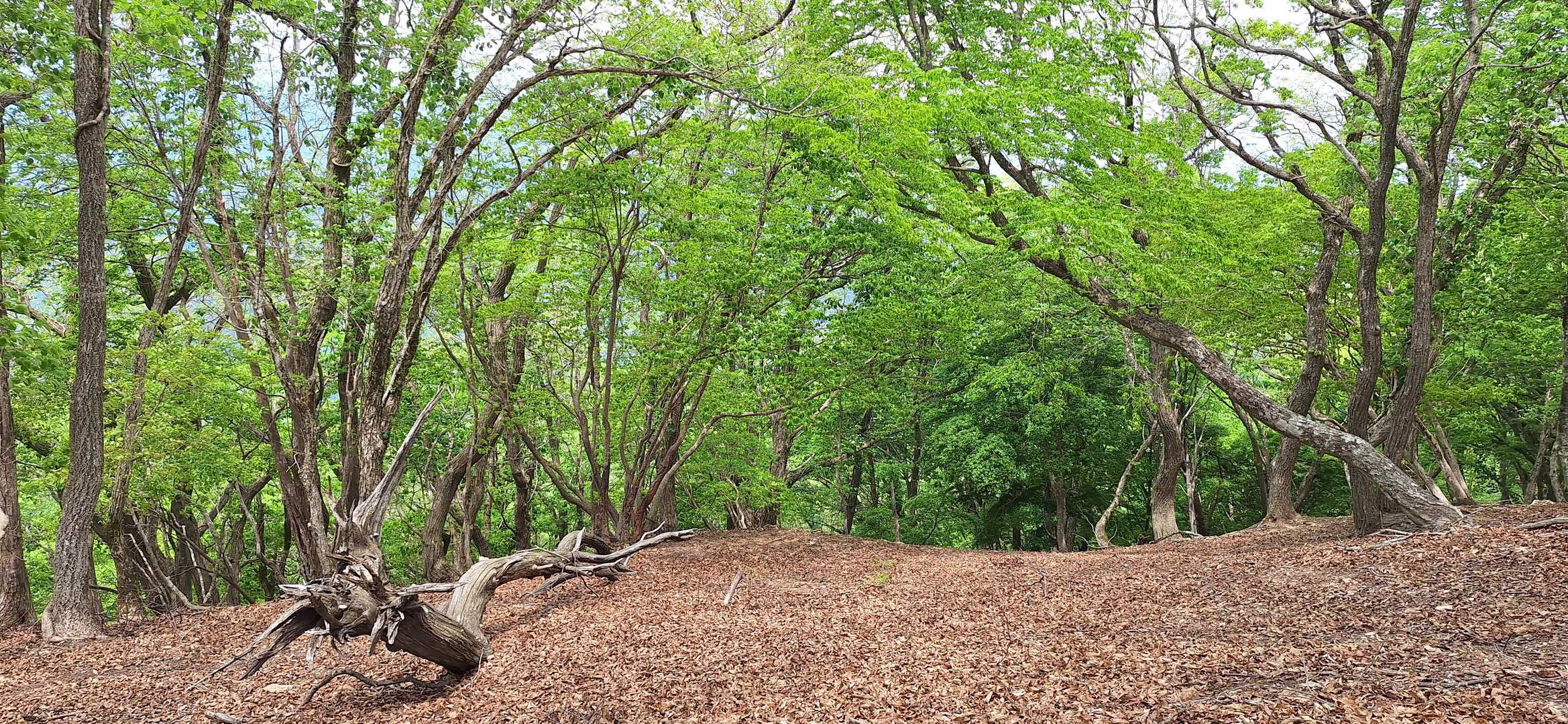 もう少しで西床尾山、ずっとこんな広葉樹林帯でした
