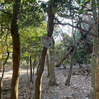 貝が吊るしてあるこの辺が三浦三良山の山頂と思うけど、前回見た山名標識は見当たらず。