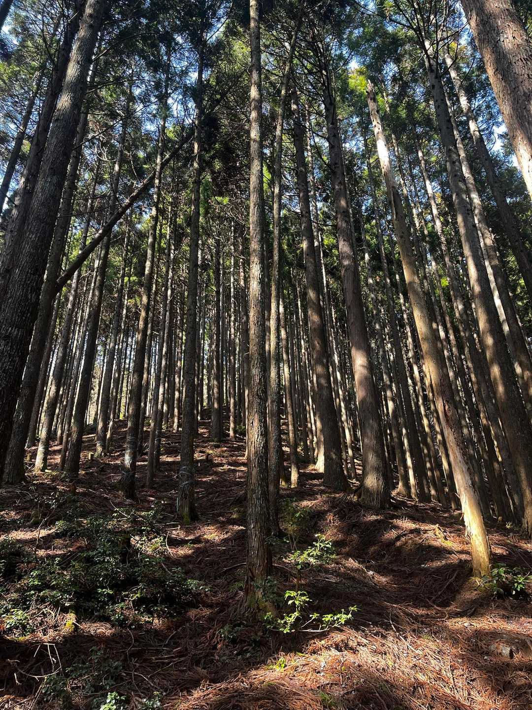 平バス停-平登山口-皆子山 周回コースの写真