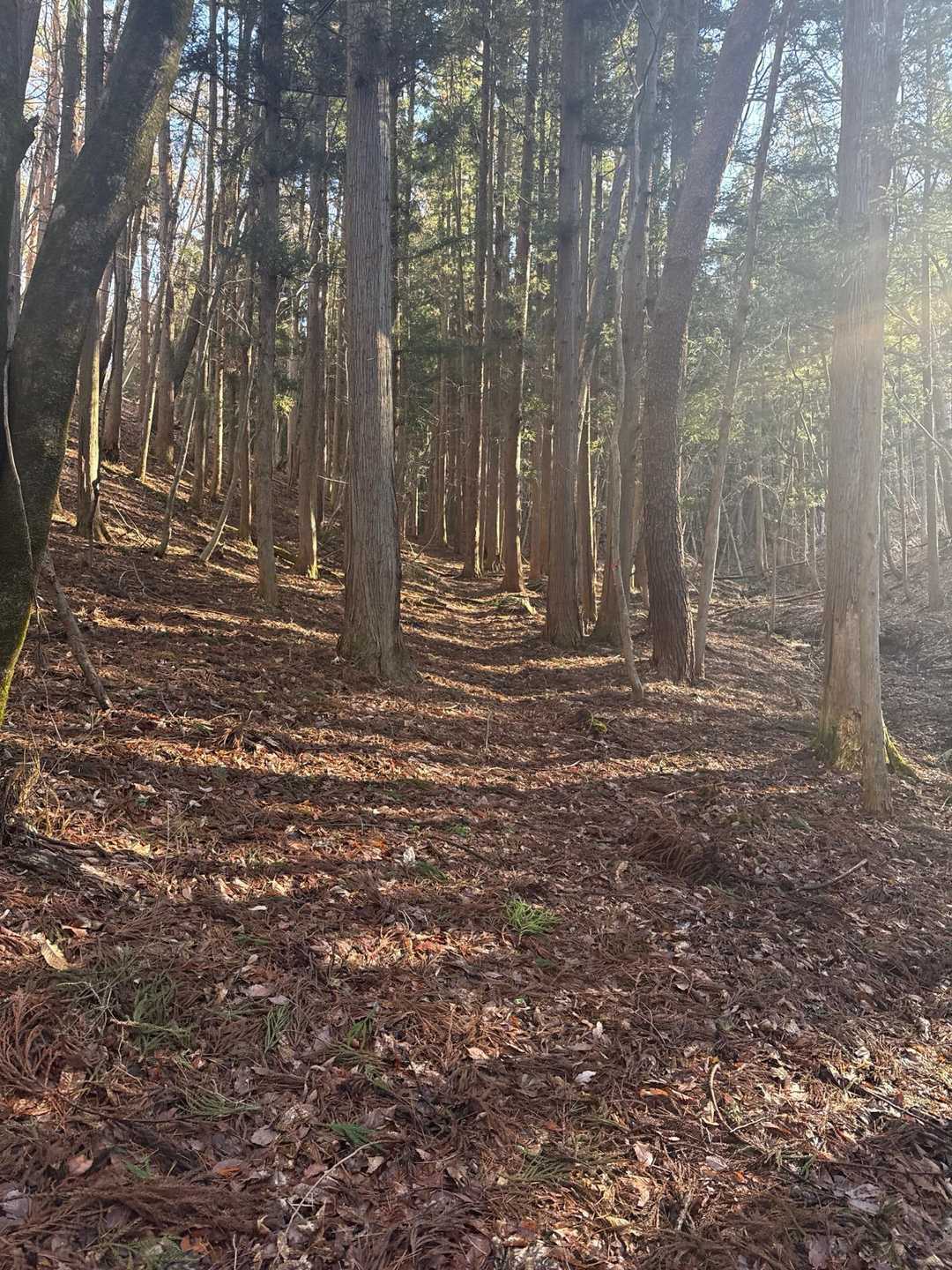 三峰山 往復コースの写真