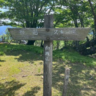 向坂山
1685
一番高い