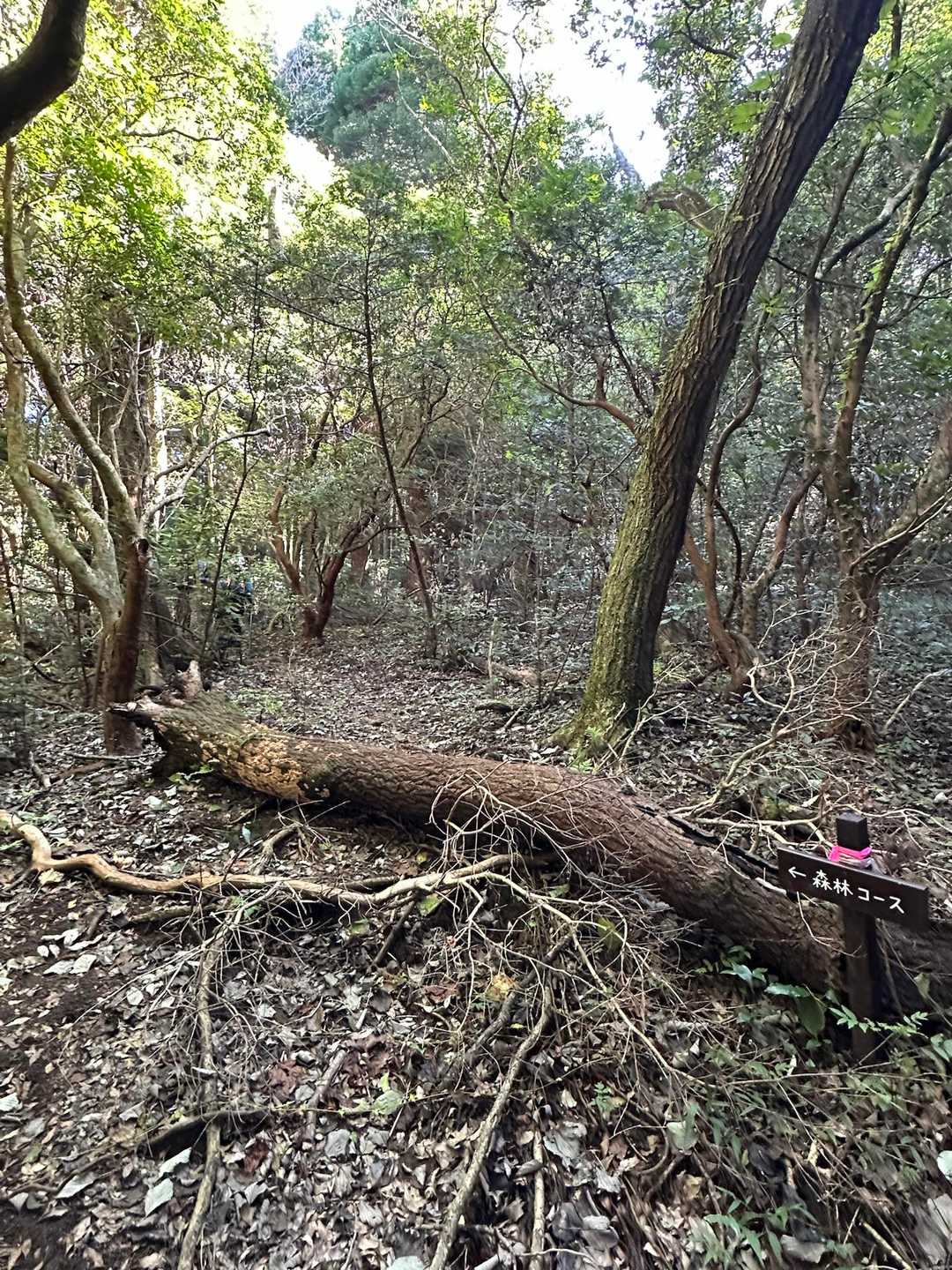森林コースと女岳コースの分岐地点…❗️