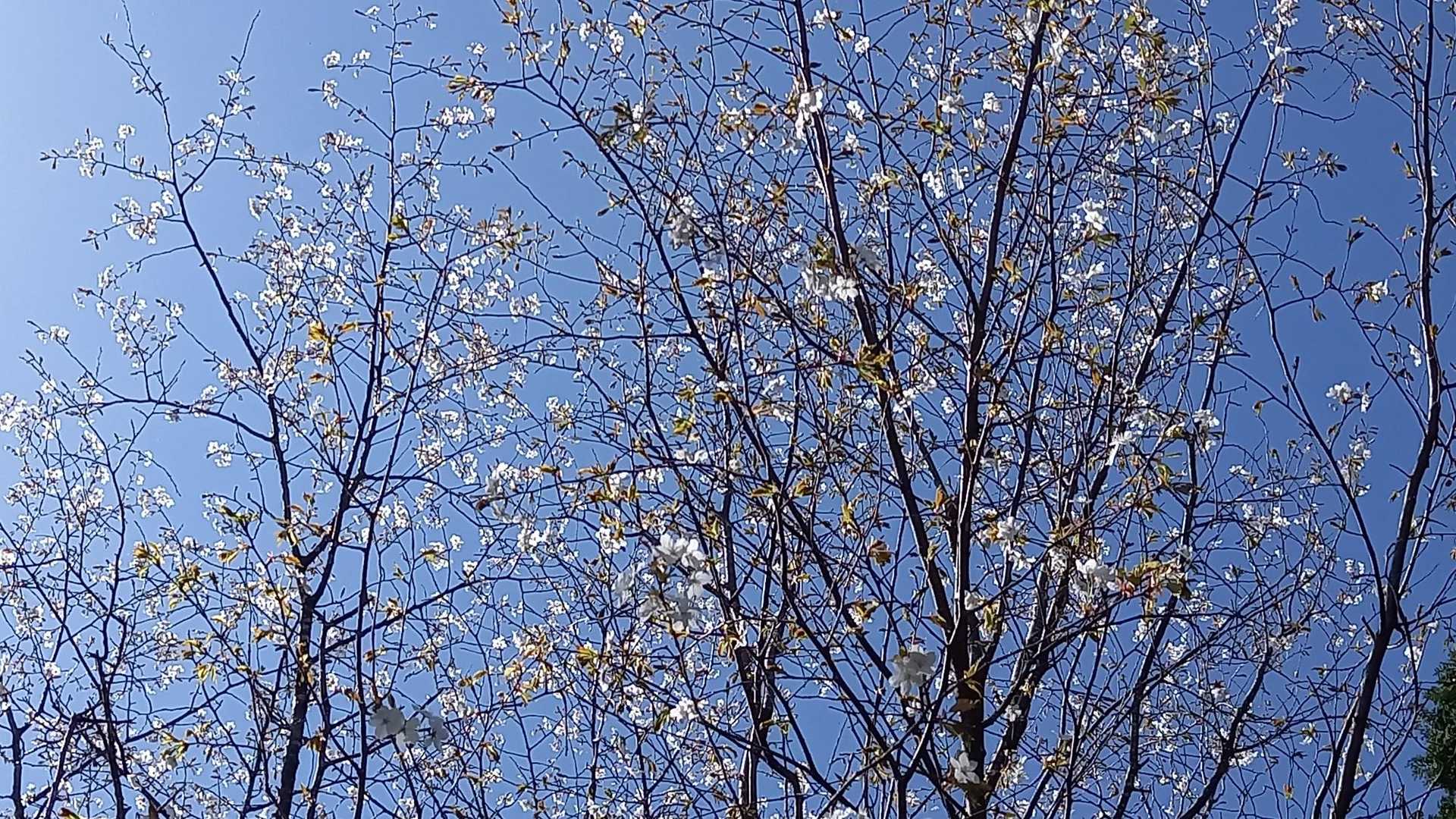 山頂に桜が咲いてます
