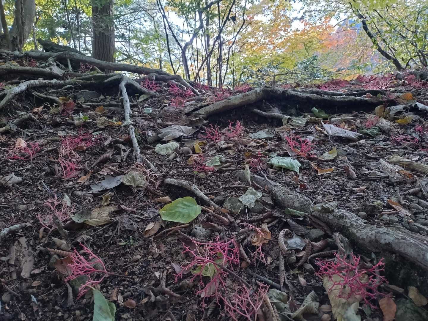 海藻みたいなの落ちてました
なんか綺麗✨