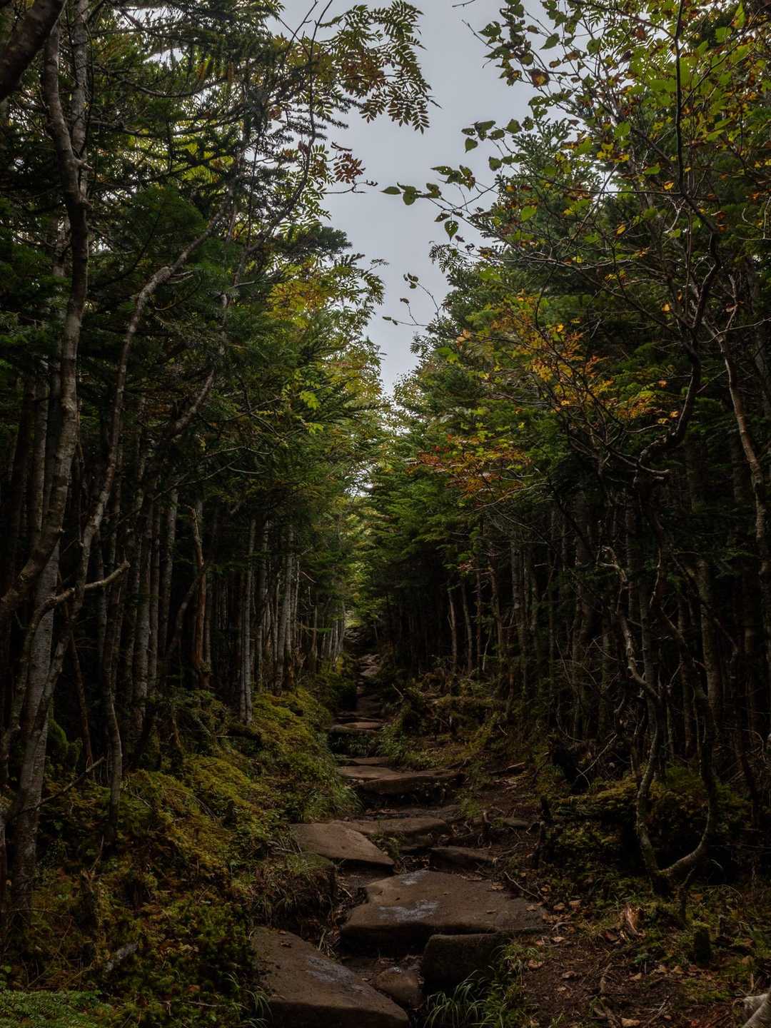 🌳のトンネル🥰