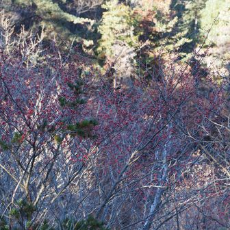 🍒🪾
(タマミズキ)
✨情報提供：わたくさす様、ありがとうございます！