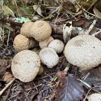 ホコリタケ(埃茸)の成長途中の若い段階です🍄

熟してから棒で突くと、煙のような胞子を飛ばすのが特徴。

毎年、木の棒🪾でツンツンするのが楽しみなキノコです😆