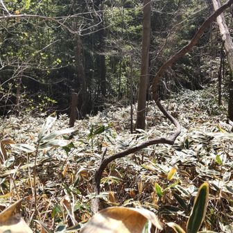 下りは激藪に突入