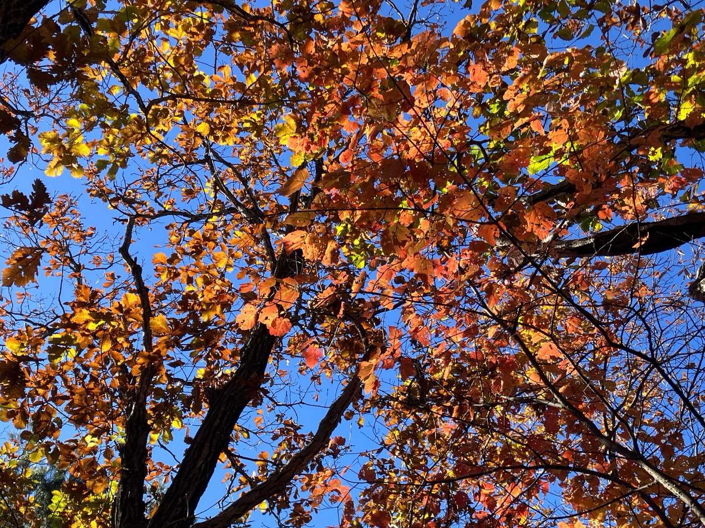 🍁🍁🍁