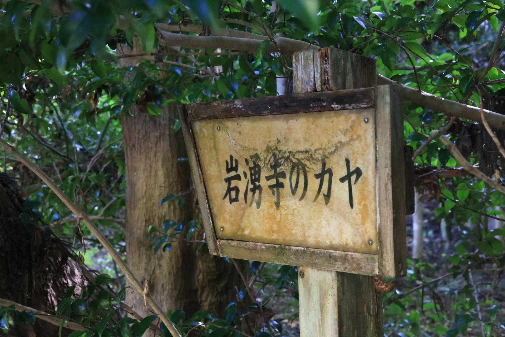 岩湧寺の横を通って
