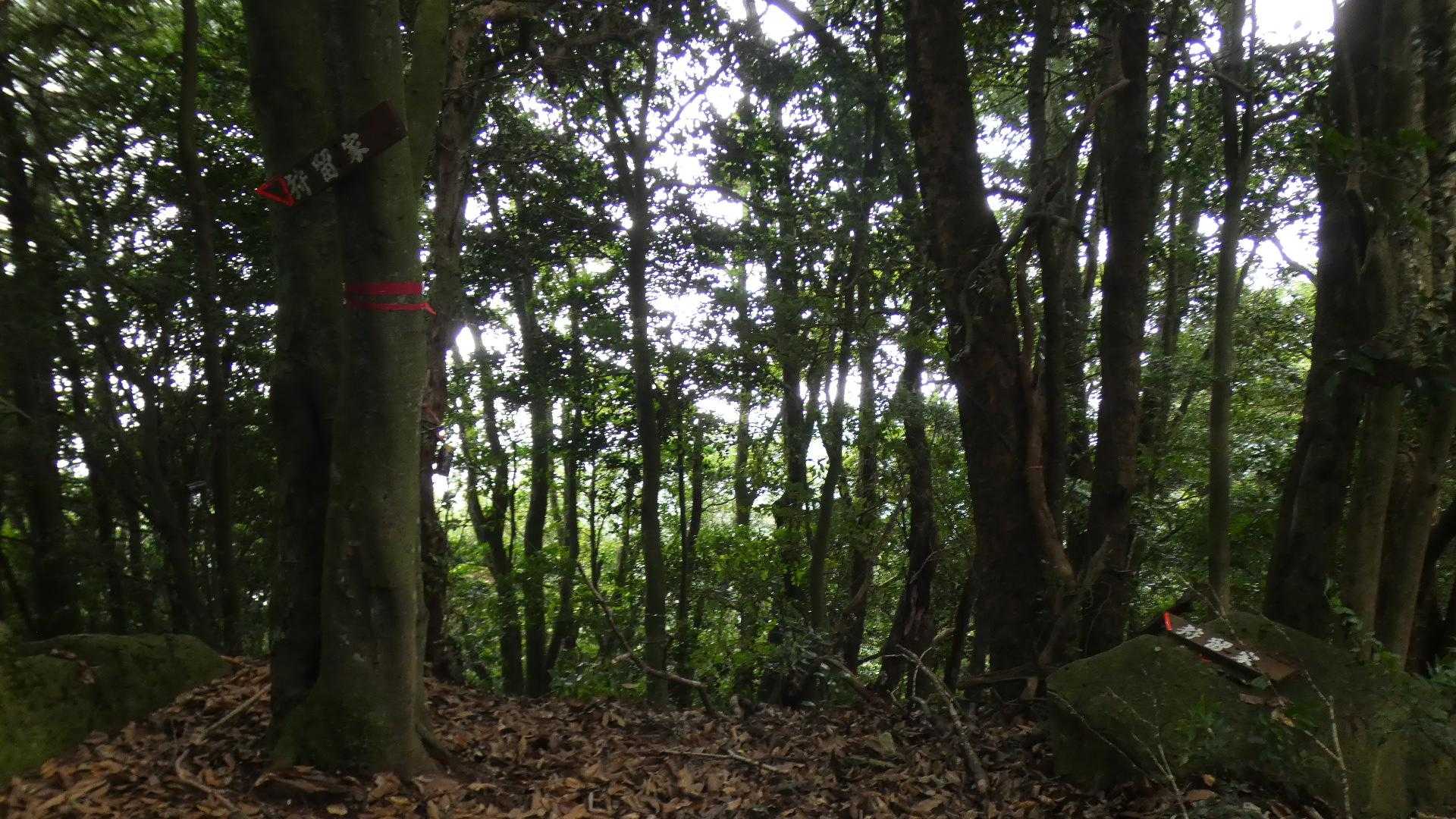 おっ！
ここから狩留家に下りられるのか。
地図見ると激下って沢に沿うと歩道に繋がる感じかな。
荒れ道の予感に蜘蛛の巣たっぷりだろうからちょっとな。
涼しくなったら歩いてみるか。