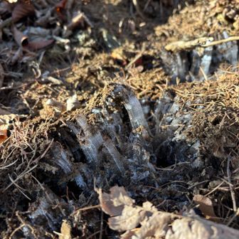 立派な霜柱があちこちに