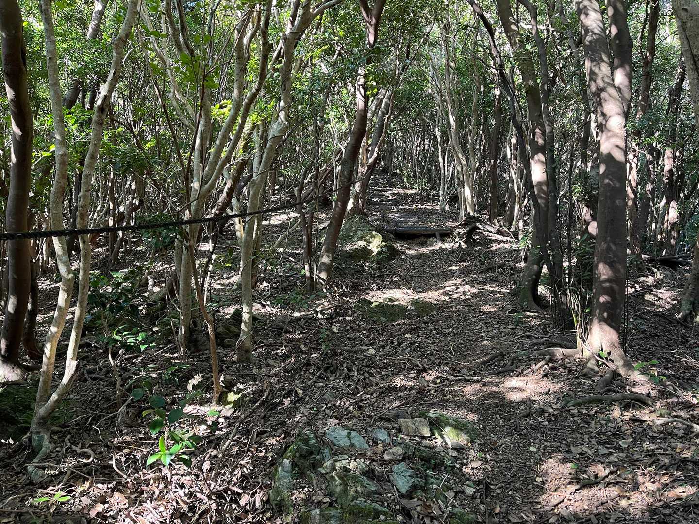 ほとんど整備された、やさしい山