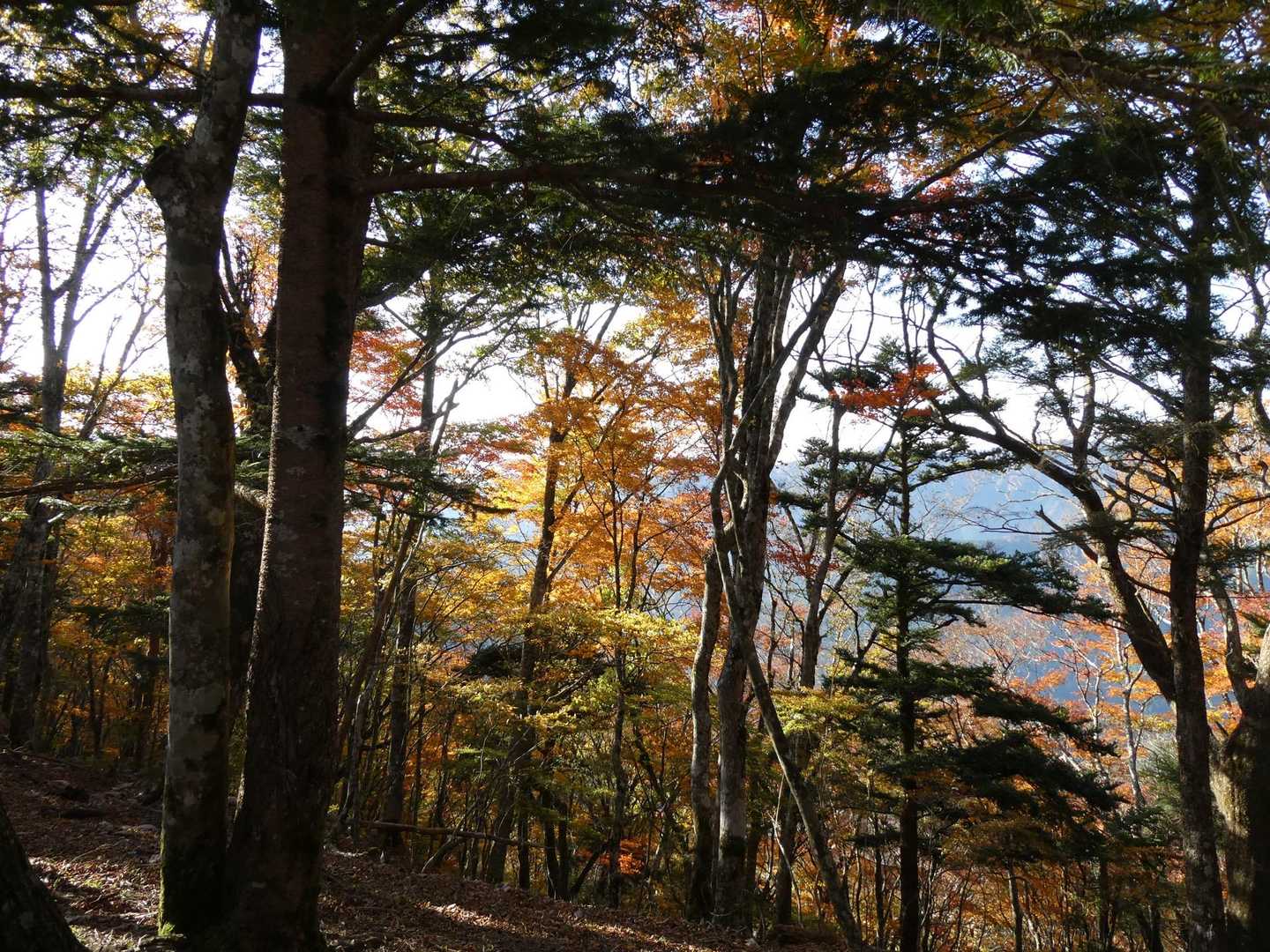 低いところは紅葉しています