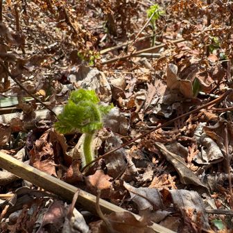 芽吹き
春やねー