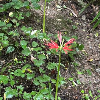 おぉ🤩
今年初めてのヒガンバナ🌸
咲きたてやねー
近くにかわゆい蕾が沢山。