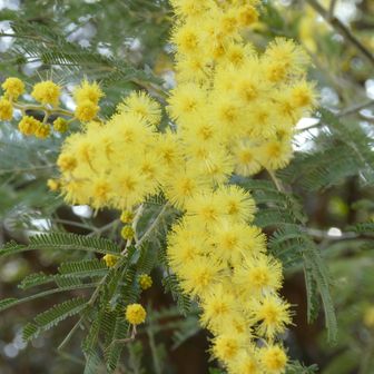 昨日たまたま見た L'OCCITANEの広告が、#ミモザエール だった