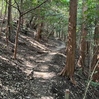 猿投山を過ぎて物見山の周辺はトレランしやすそうな道が結構あり、軽く走ってみる。