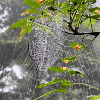 雨で蜘蛛の巣がよく見えます🕸️