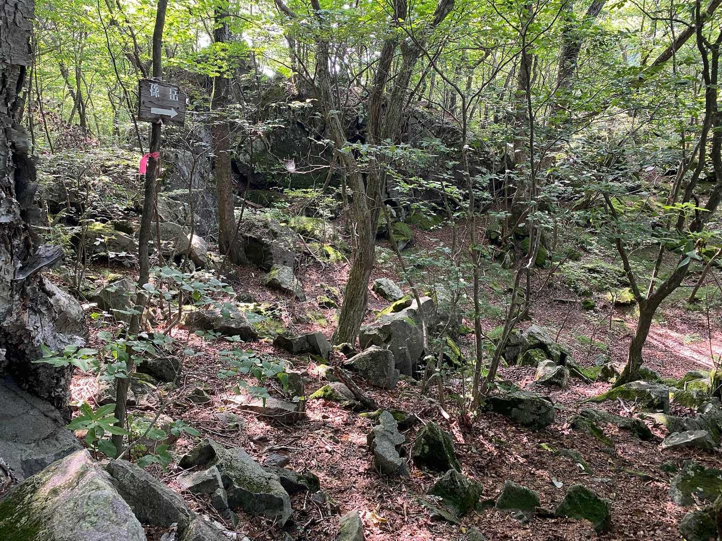 孫岳は、今回スルーさせてもらいました。