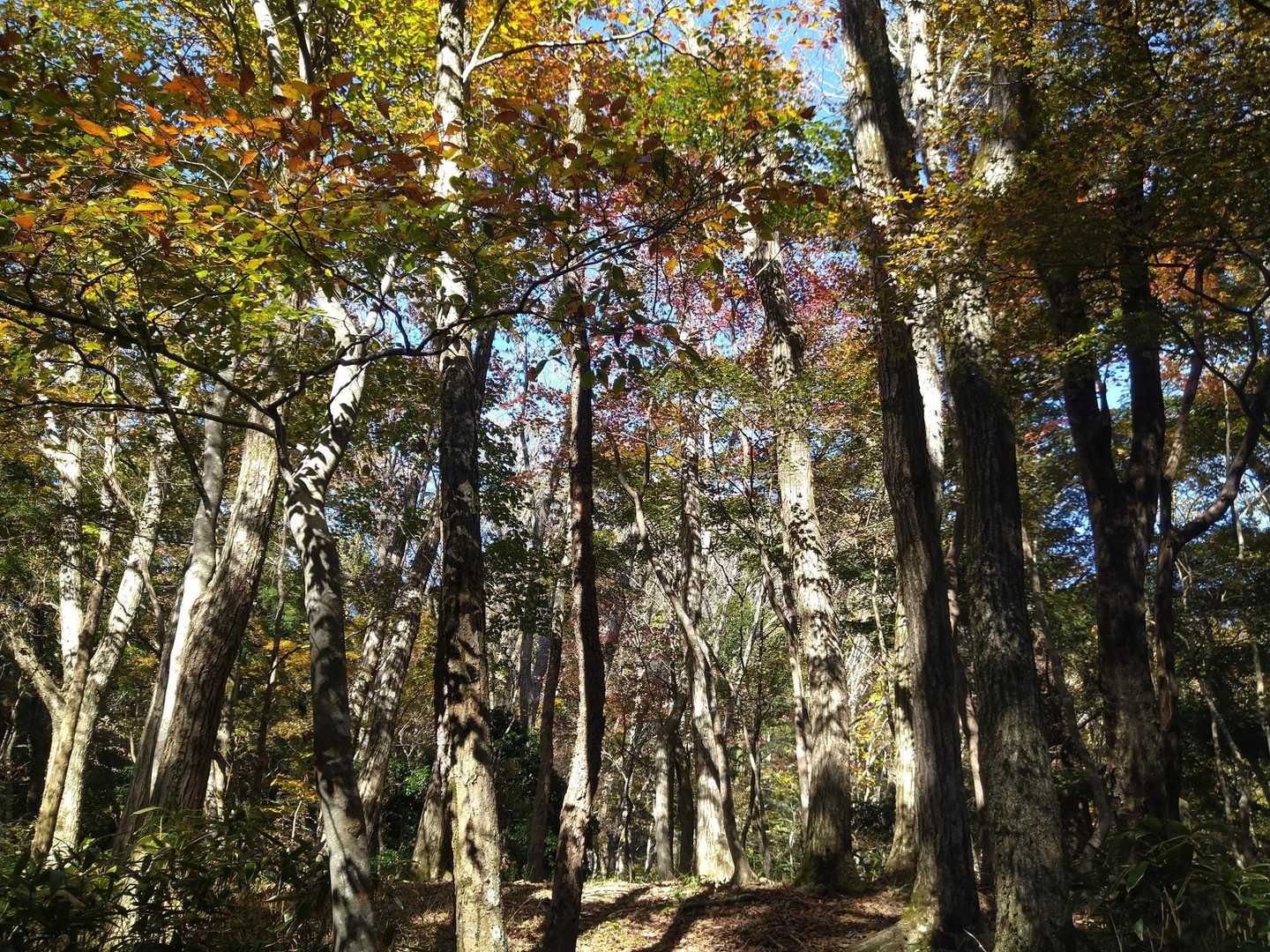 鞍部を過ぎると紅葉の始まり
