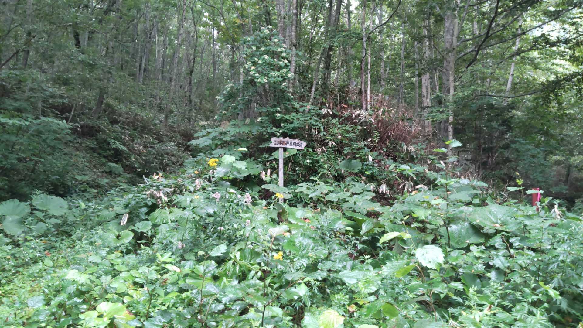 分岐左へ←